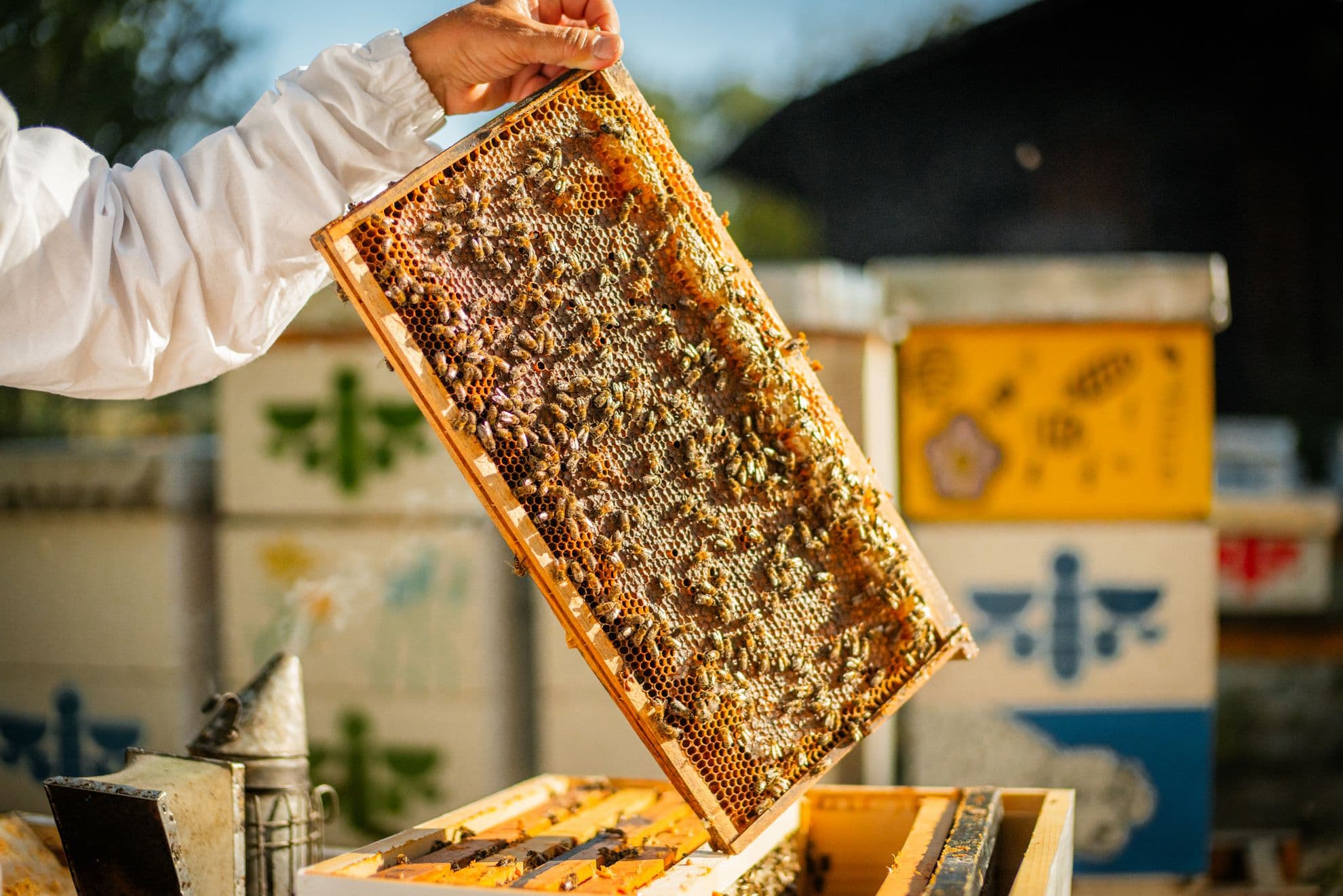 U Supernatural stilu: Linijski park Beograda kao pčelinji koridor